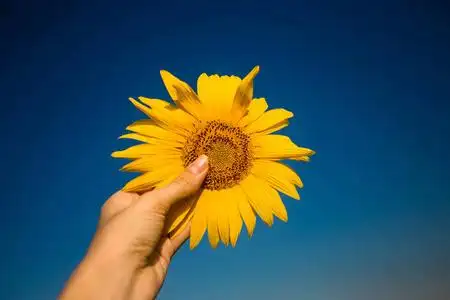 年轻的向日葵的特写图片