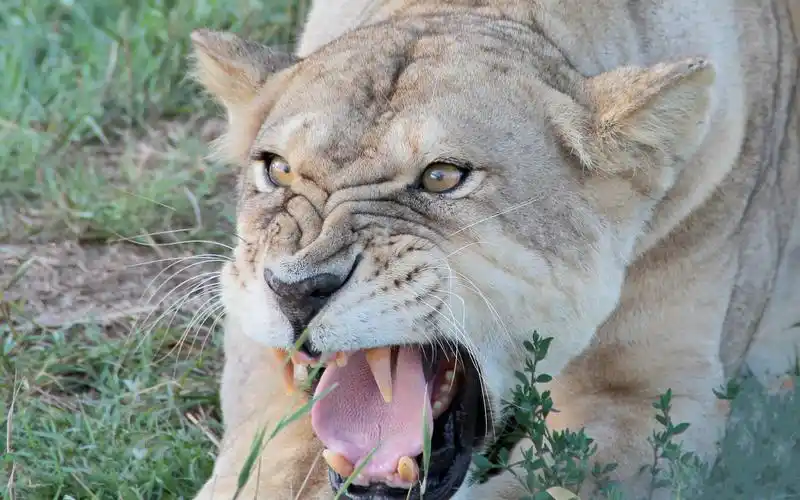 活动作品一只母狮子凶起来能有多可怕