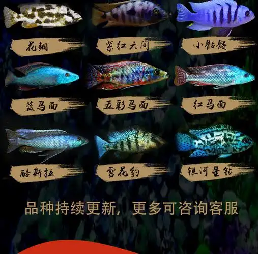 三湖慈鲷马鲷蓝阿里非洲王子热带鱼岩栖小型淡水鱼观赏鱼活体34cm血艳