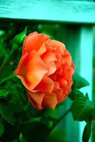 花园里的花朵真鲜艳