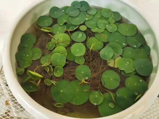 《观察日记之我的碗莲花》 - 美篇