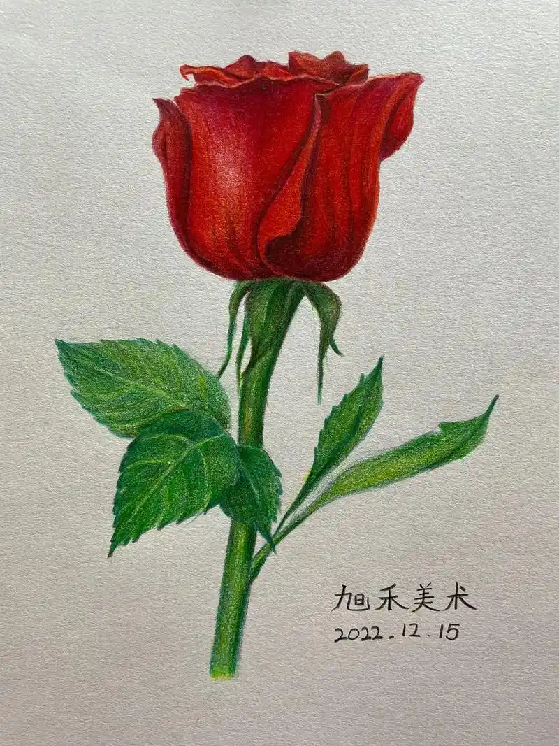 彩铅玫瑰花,教程,步骤图.#一起学画画 #彩铅 #彩铅手绘  - 抖音