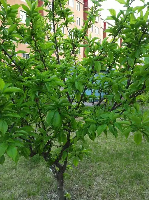 李子树叶真好看了._帖子_oppo手机官方社区