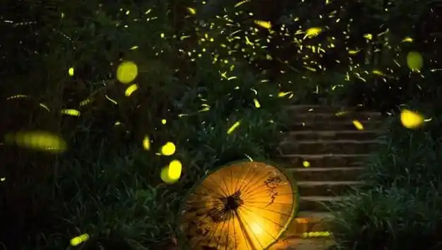 夏夜最美的风景古诗词里的流萤邂逅最美萤火虫美若星河