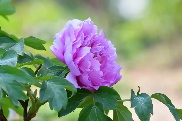 写美篇  北京西山国家森林公园拥有北京市面积最大的山地牡丹园,花开