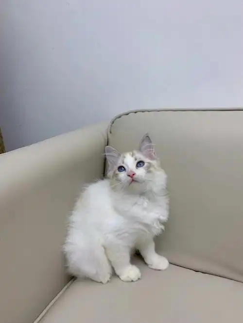 山猫双色布偶特价