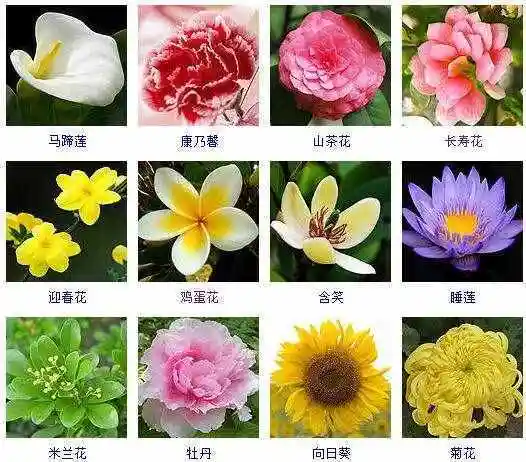 花的名称这里有500种花卉等你来认领