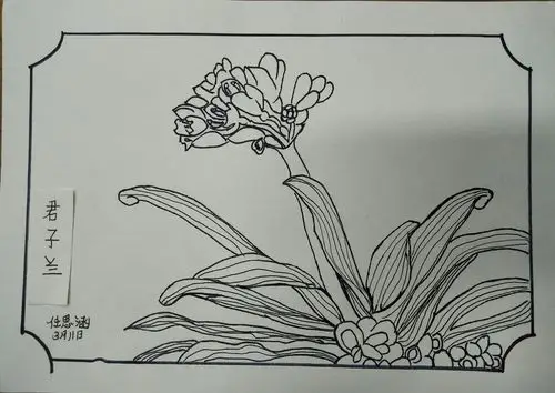 花园里自然少不了幽静高雅的君子兰啦