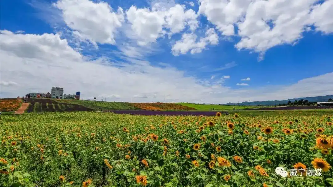 威宁黔韵紫海:人海花海入画来
