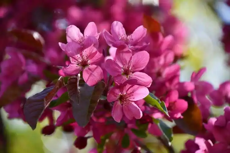 北美海棠花原创拍摄