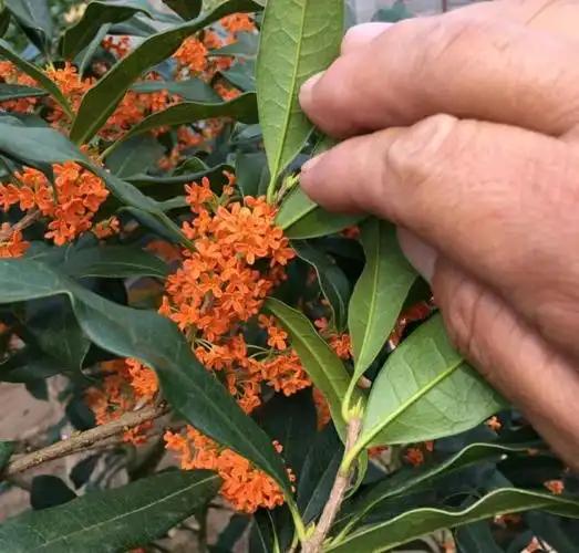 养了几年的朱砂桂不开花怎么回事?3点原因来解释