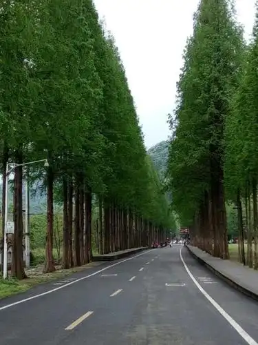 为什么主干道的行道树种上这么难?