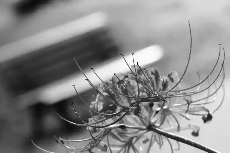 虚席以待--彼岸花-黑白u映画