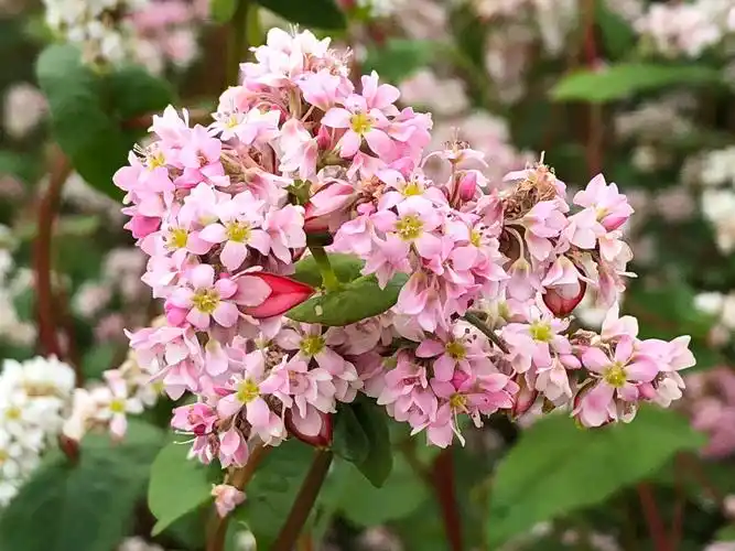 荞麦花