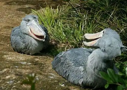 世界上头最大的鸟鲸头鹳不仅温顺还会给人鞠躬