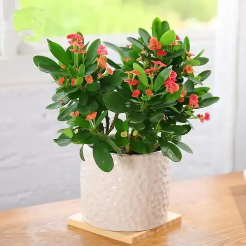 家里有这些盆栽绿植,不仅净化空气,还能聚财交好运