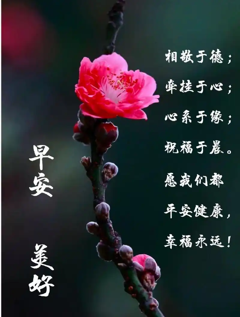 早上好 相敬于德;牵挂于心;心系于缘;祝福于晨.