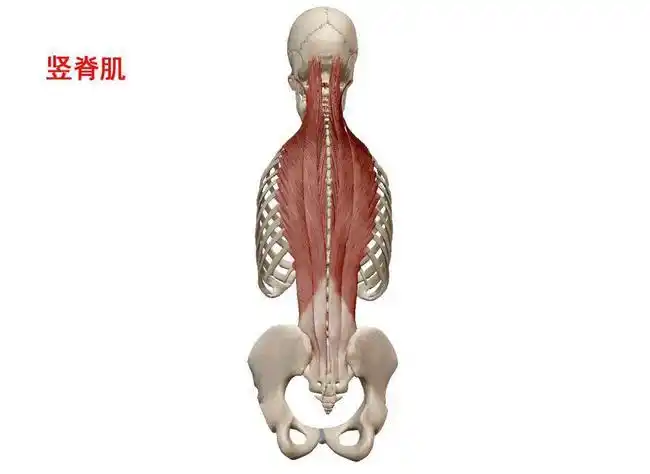 由髂肋肌,最长肌,棘肌三部分组成.