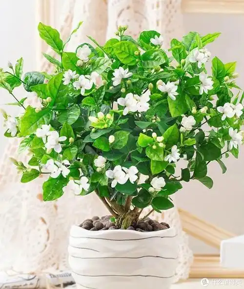 花旺人不旺,千万别在家里养这4种花,可别不当一回事