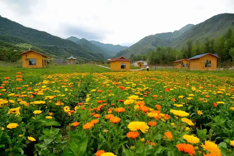 美丽山庄七里花海