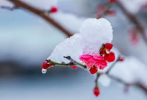 雪中梅花笑迎春