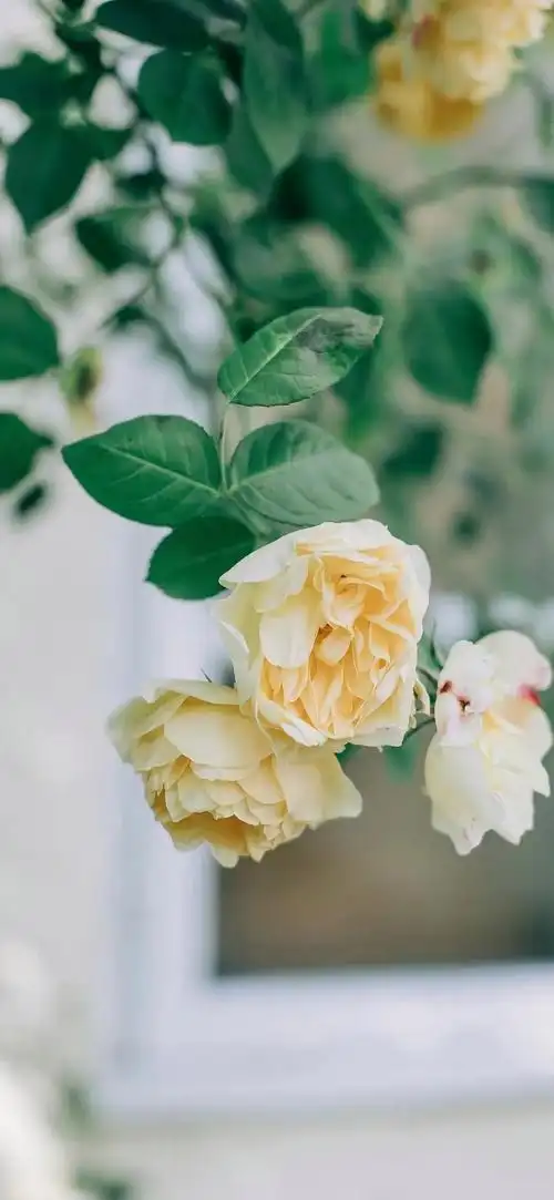 壁纸|满屏花朵,春色满园