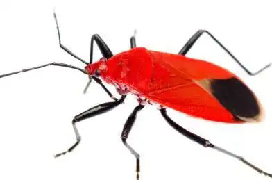 昆虫红蝽,melamphaus rubrocinctus,隔绝在白色