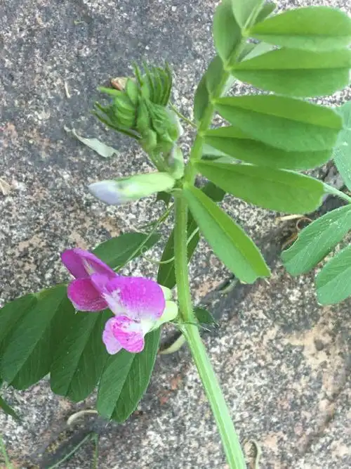 花卉观赏救荒野豌豆别称大巢菜