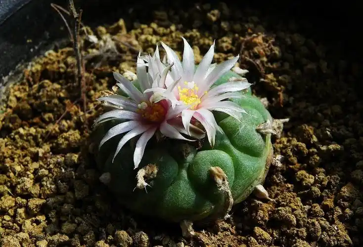 p>乌羽玉(学名: i>lophophora williamsii /i> (lem.