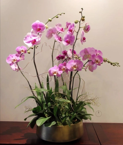 年底了养盆招财花招财进宝寓意好