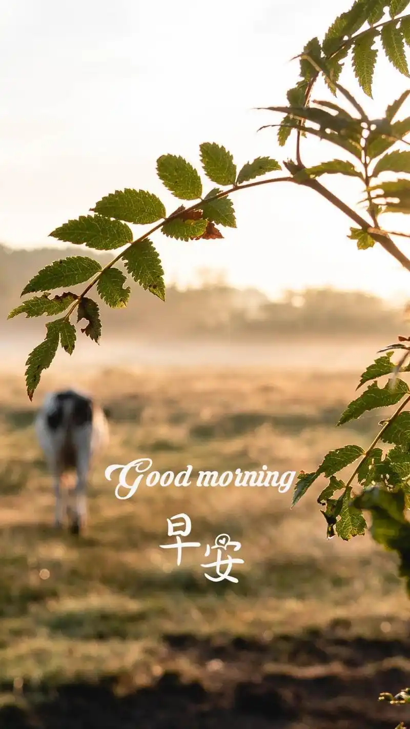 早安美好的清晨