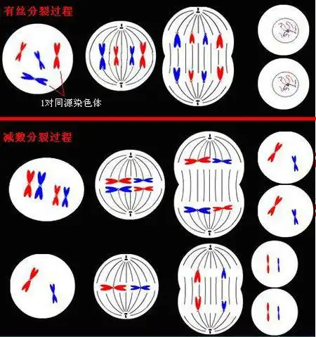 有丝分裂中同源染色体什么样,要图解