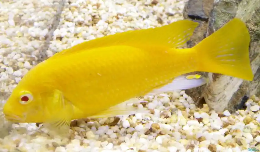 非洲王子身子有点皱尾巴有白点正常吗