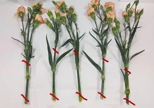 扦插方法: 1,康乃馨拿回家后,先把底部用刀斜切掉1-2厘米,然后以中间