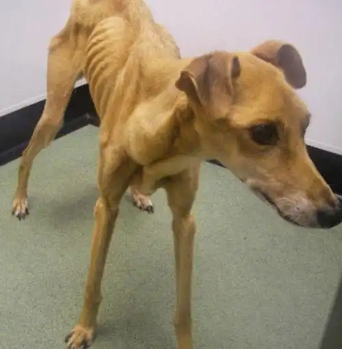 狗狗遭主人虐待瘦的只剩皮包骨仅靠睡觉减轻痛苦