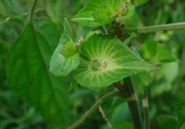 海蚌含珠,学名叫铁苋菜.
