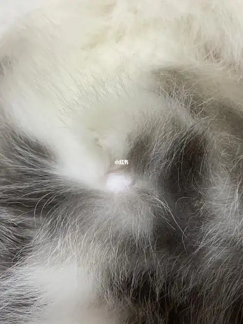 小猫咪的肚脐原来不长毛毛的