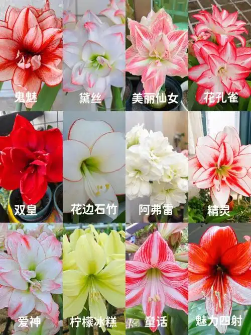 12款朱顶红品种合集每一款都让人惊艳