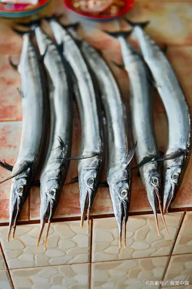 每日一美食:针鱼是较为常见的海鲜,体型较小,但是味道极佳!