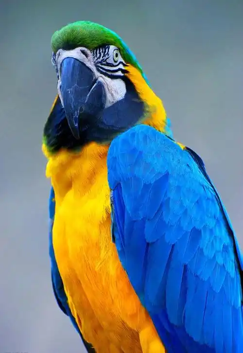 养蓝黄金刚鹦鹉犯法吗 养蓝黄金刚鹦鹉犯法不