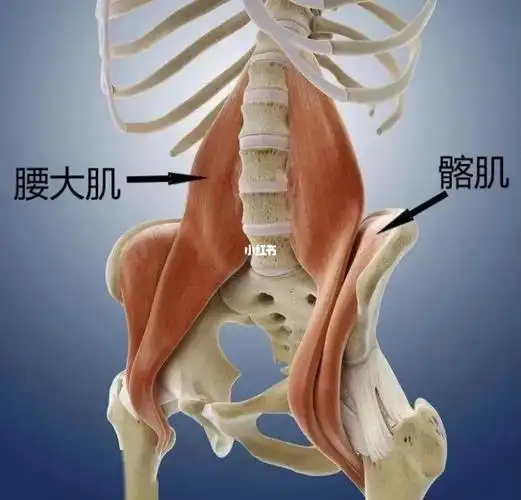 髂腰肌作用