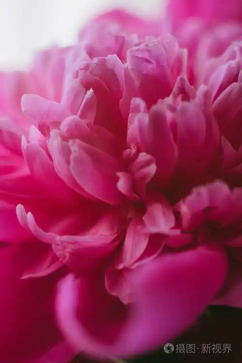 牡丹大开大花,粉红色牡丹开花照片-正版商用图片2m5as2-摄图新视界