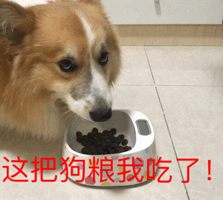 汪星人狗这把狗粮我吃了gif动图_动态图_表情包下载_soogif