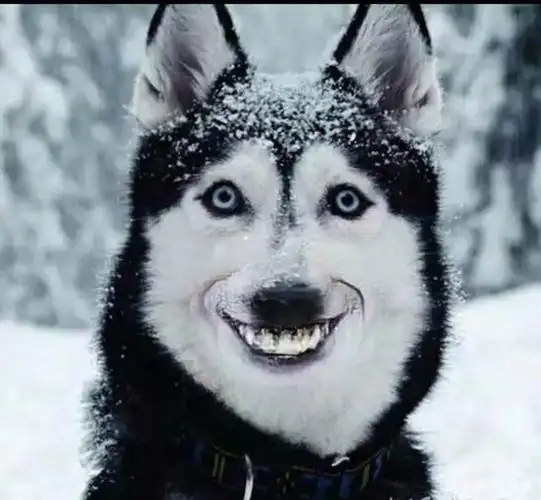 爆笑沙雕,小句子