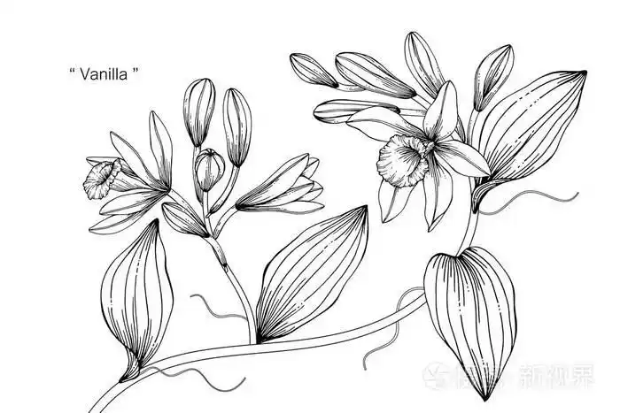 香草花画插图.黑白相间的白色背景线条艺术