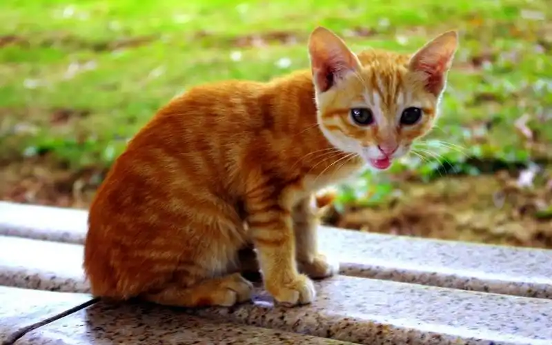 可爱橘猫高清桌面壁纸