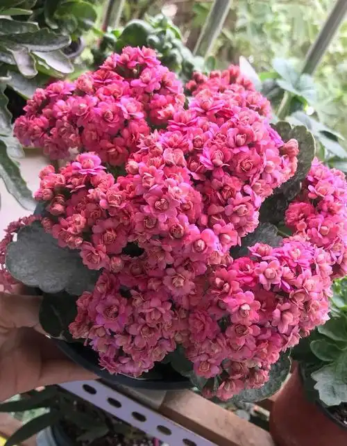 长寿花新品种皇后适合北阳台封闭阳台养的盆栽花卉