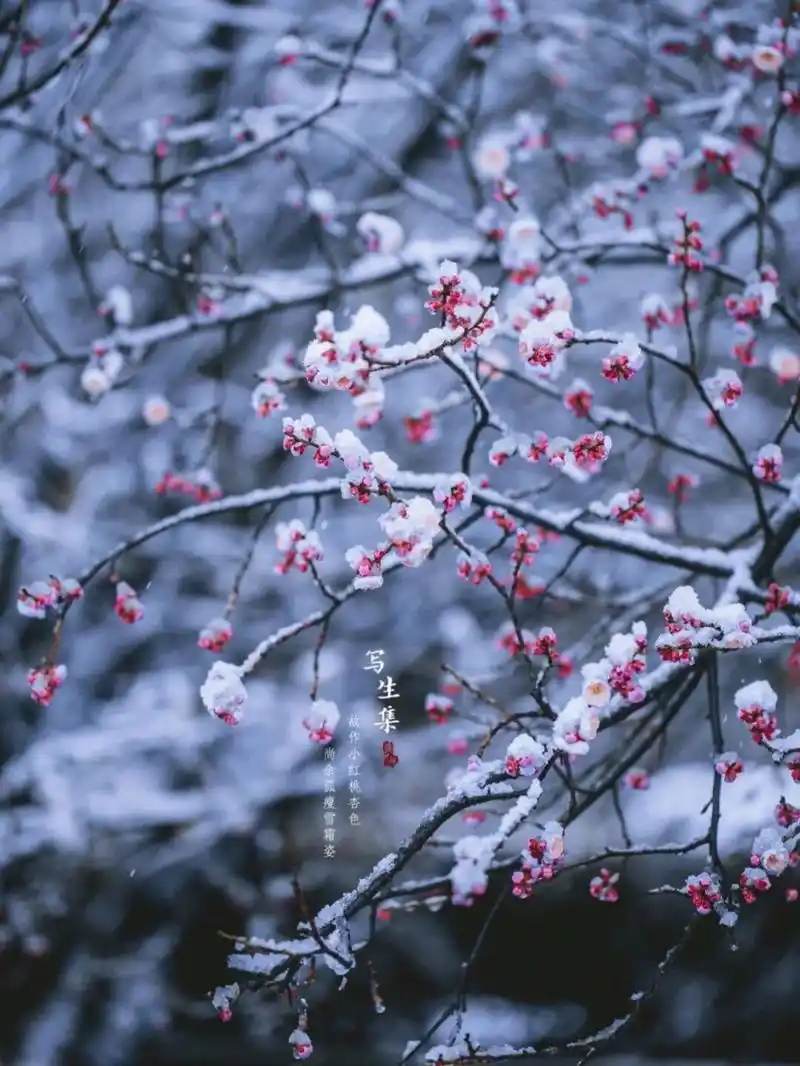 雪·红梅|古风摄影 故作小红桃杏色, 尚余孤瘦雪霜姿.