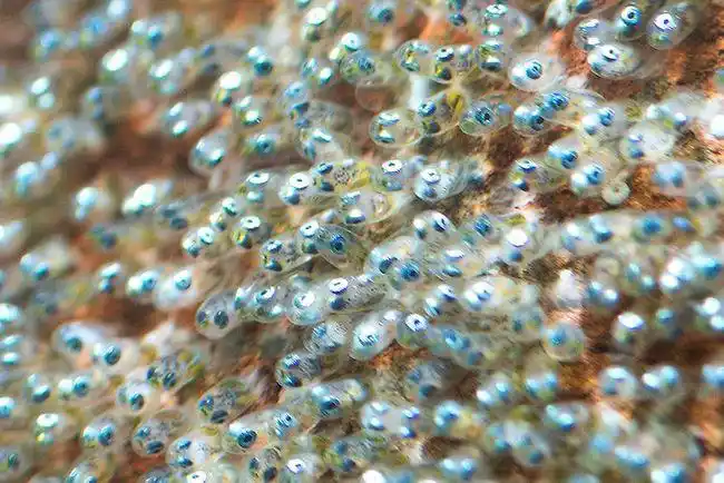 有一部分的鱼卵可以食用,包括了明太子,鱼子酱,鲑鱼卵等等.