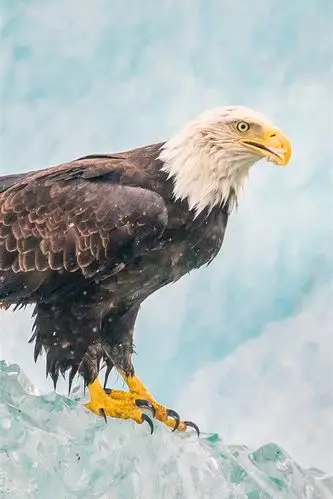 鹰,冰,喙 iphone 壁纸